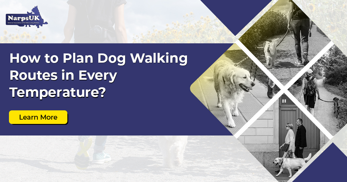 Plan Dog Walking Routes for Every Temperature